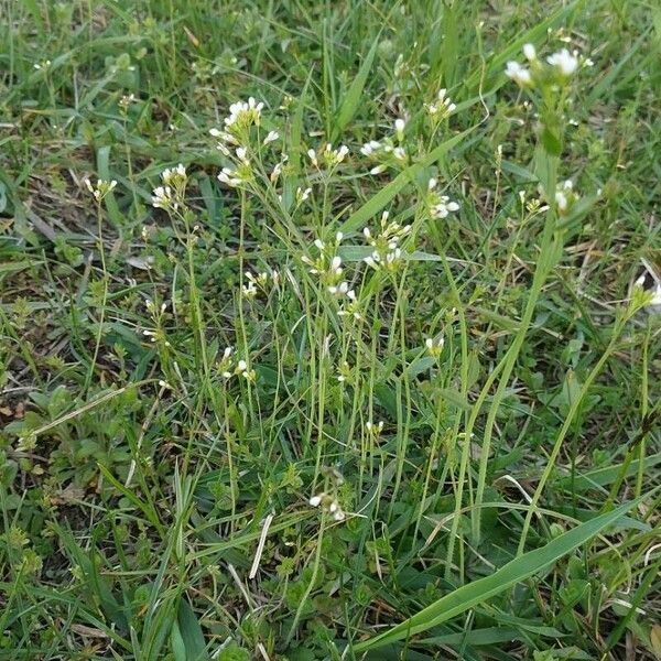 Arabidopsis thaliana Flower