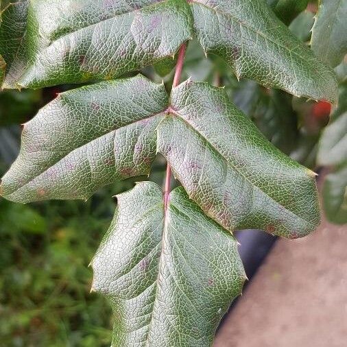 Berberis aquifolium Lapas