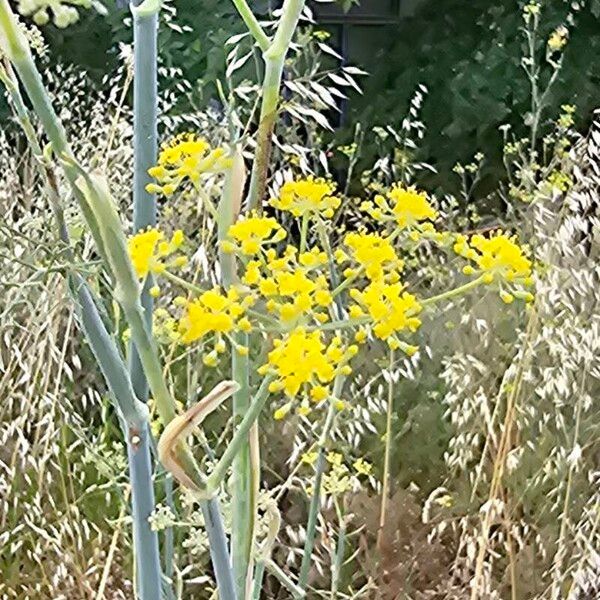 Foeniculum vulgare Floro