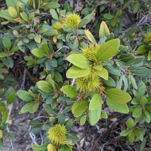 Chrysolepis sempervirens Leaf