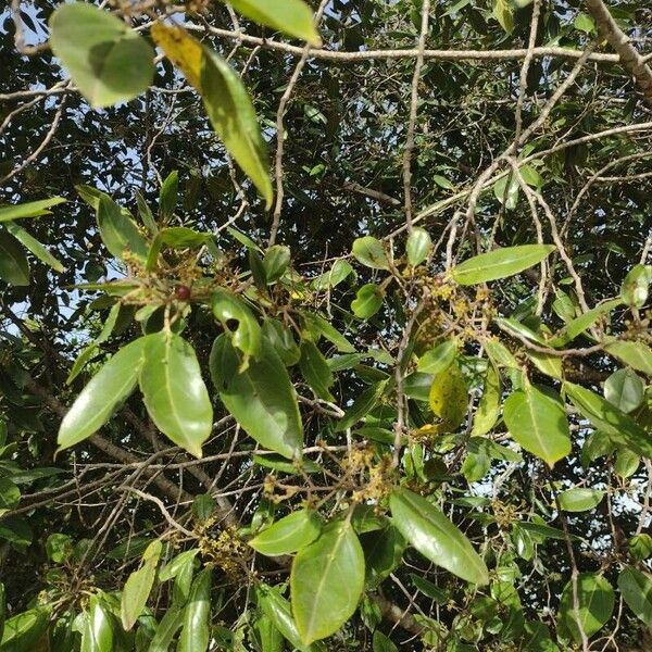 Rhamnus glandulosa Leaf