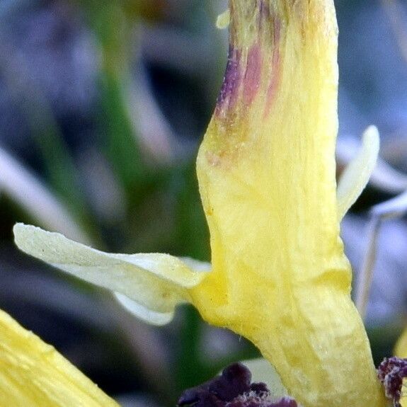 Pedicularis oederi Floro