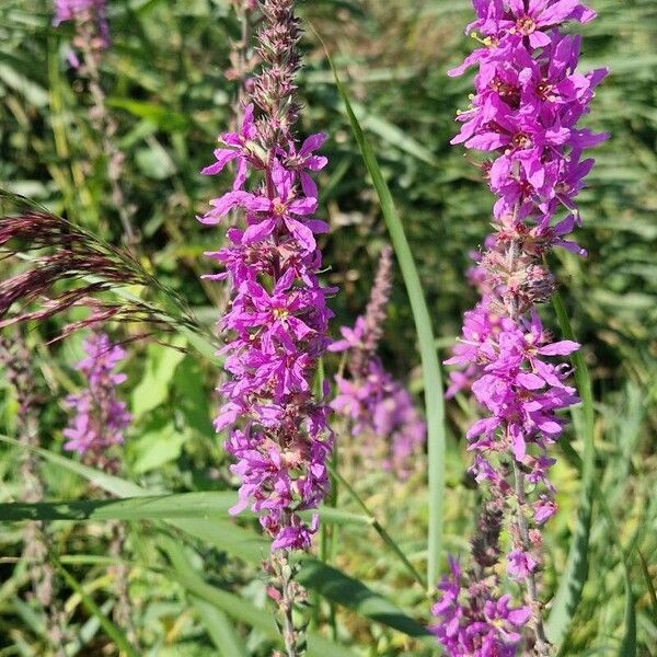 Lythrum salicaria 花