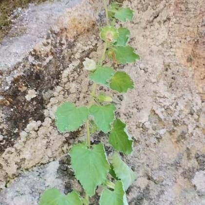 Campanula lanata Leaf
