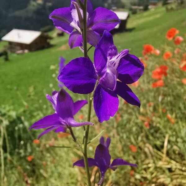 Delphinium consolida Blomst