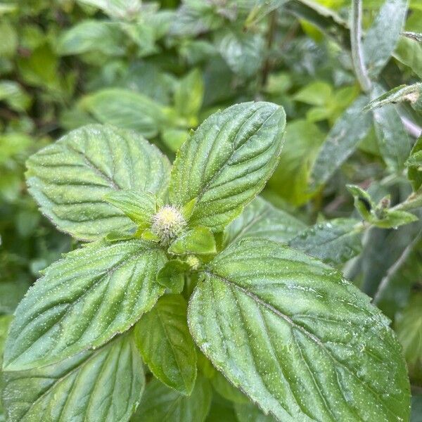 Mentha aquatica Листок