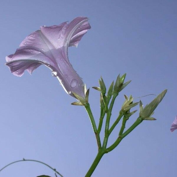 Ipomoea tiliacea Flors