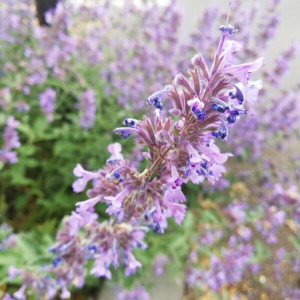 Nepeta × faassenii Blüte