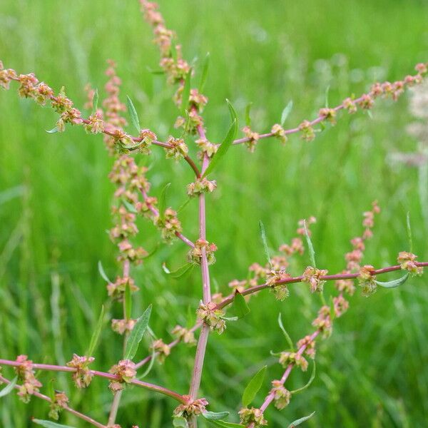 Rumex brownii Blodyn