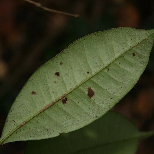 Myrcia decorticans Leaf