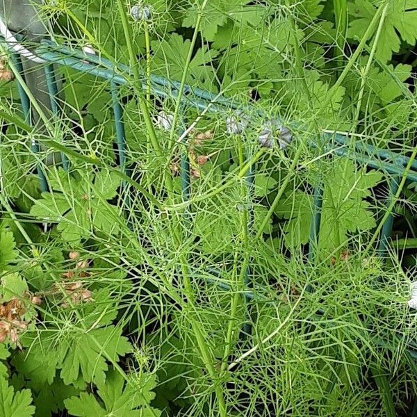 Nigella damascena Blad