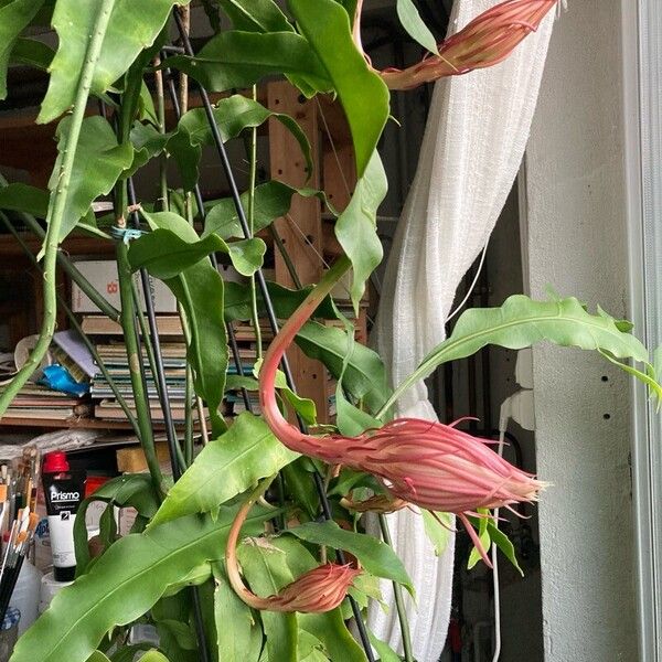 Epiphyllum oxypetalum Leaf