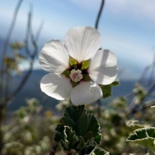 Malva subovata 花