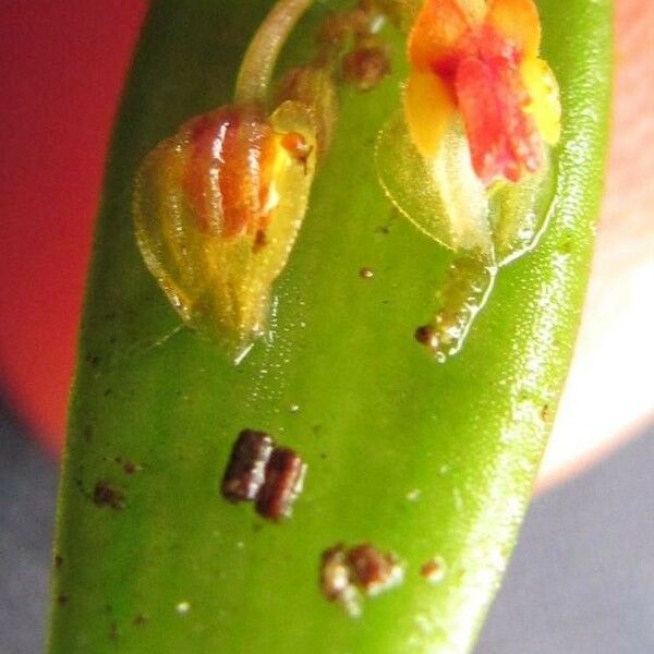 Lepanthes lindleyana Flower