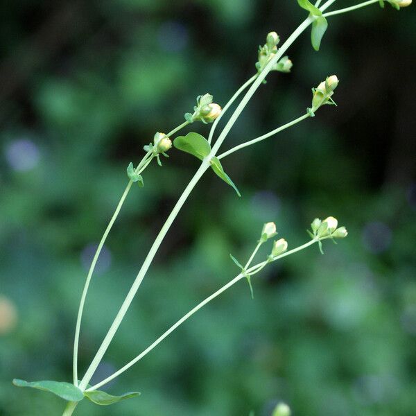 Hypericum pulchrum (Slender st. john's-wort)