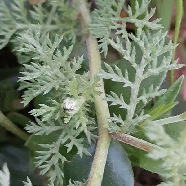 Anthemis arvensis Leaf