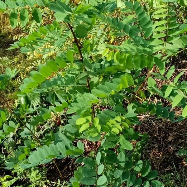 Robinia viscosa Folha