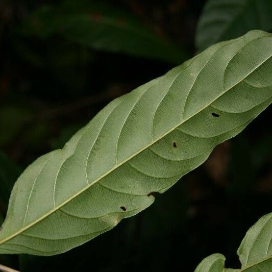 Ryania speciosa Leaf