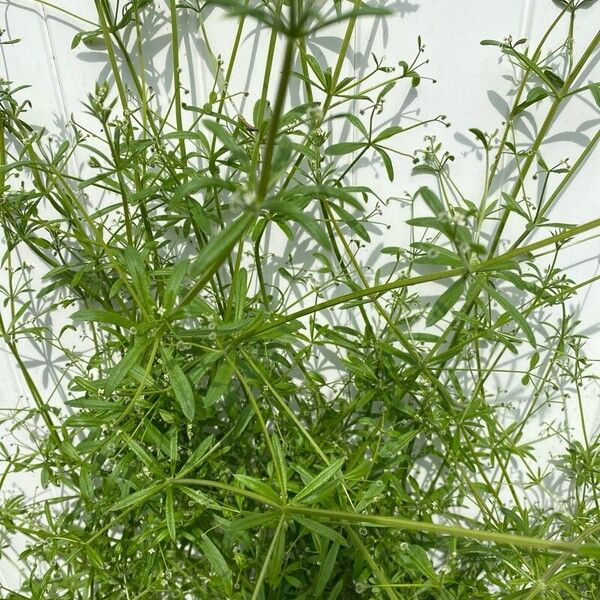 Galium elongatum Blatt