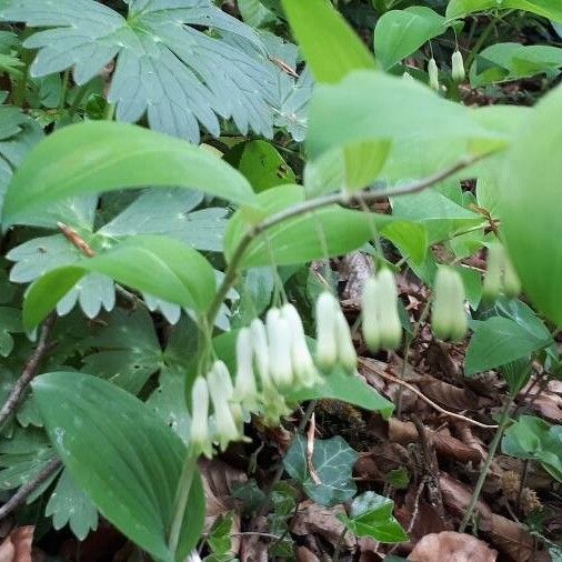 Polygonatum multiflorum Квітка