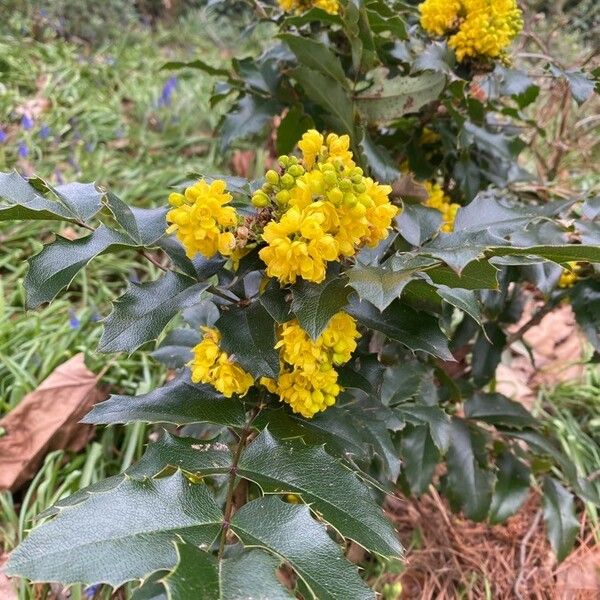 Berberis aquifolium Kwiat