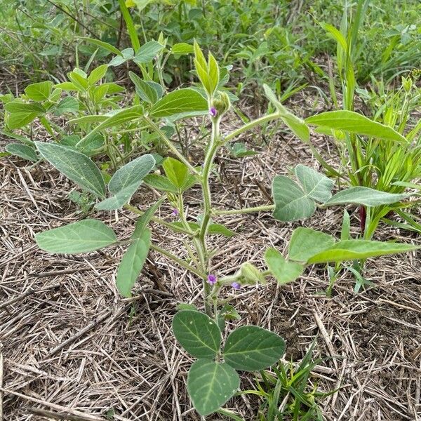 Glycine max Leaf