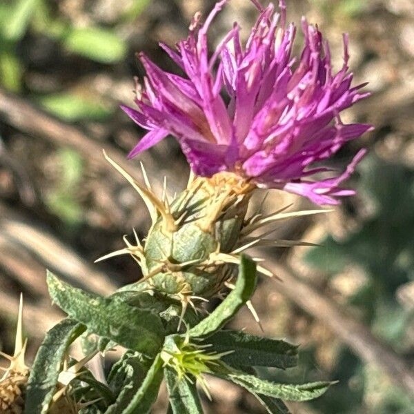 Centaurea calcitrapa Flower