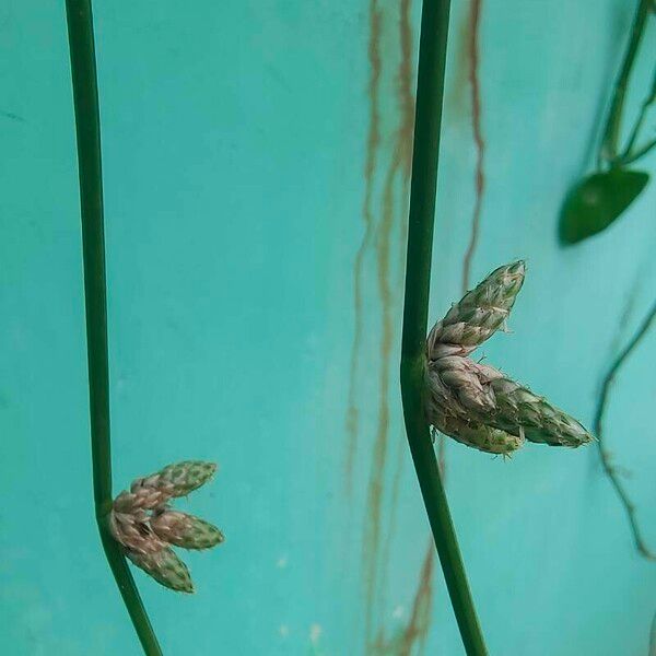 Cyperus laevigatus Blomma