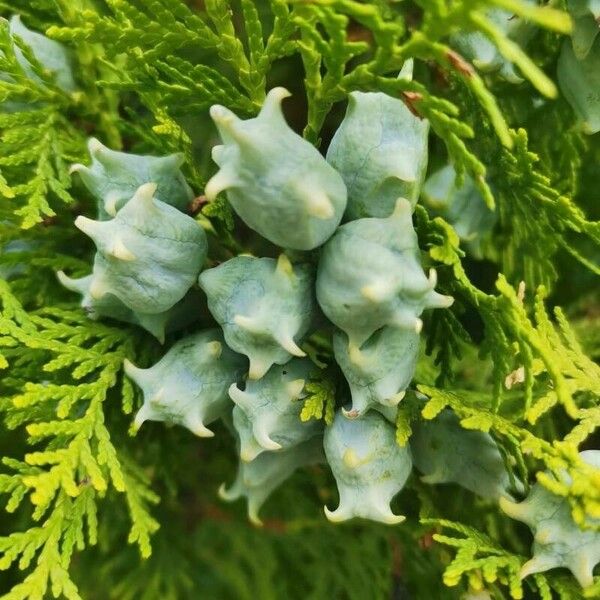 Platycladus orientalis Fruit