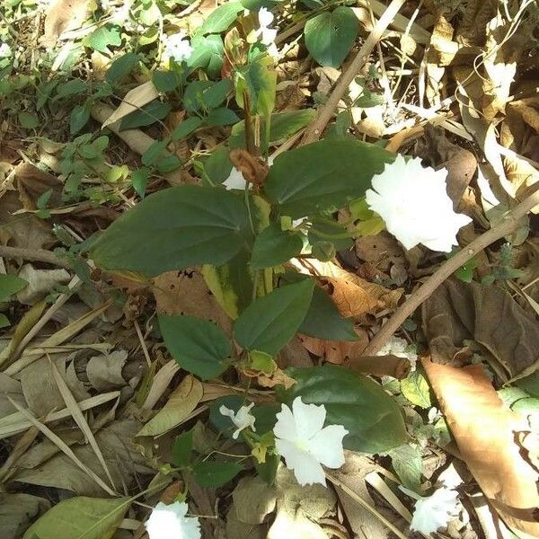 Thunbergia laevis Cvet