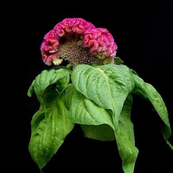 Celosia cristata Çiçek