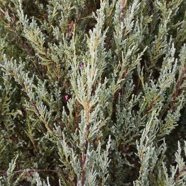 Juniperus scopulorum 葉