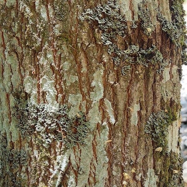 Acer sempervirens 樹皮
