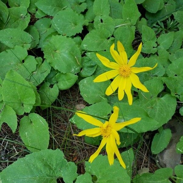 Arnica cordifolia 花