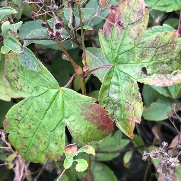 Geranium nodosum Лист