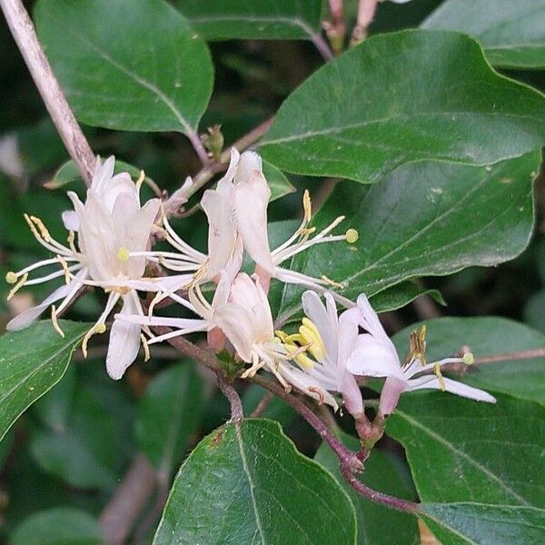 Lonicera maackii Blomst