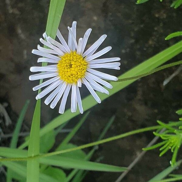 Felicia abyssinica Blomma