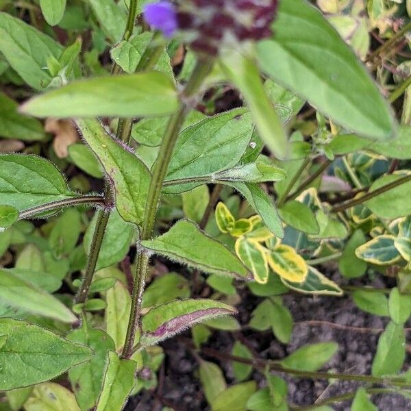 Prunella vulgaris Bark