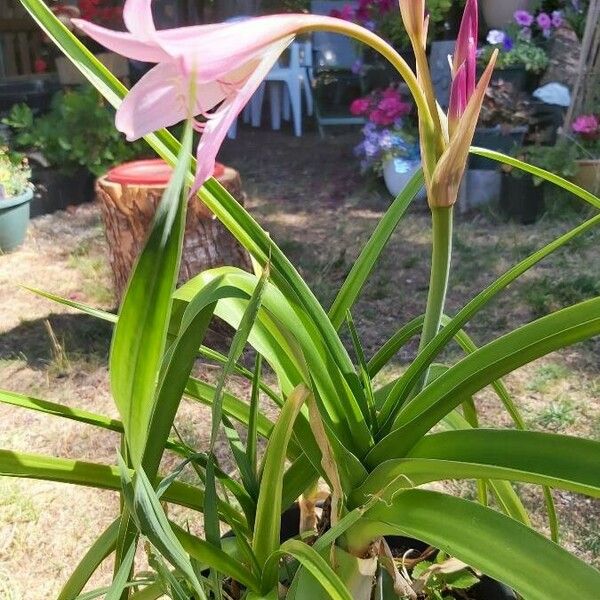 Crinum bulbispermum Cvet