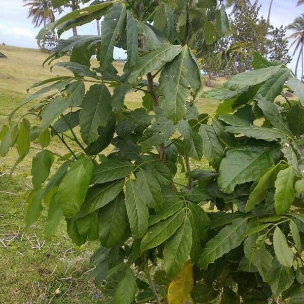 Pongamia pinnata Хабит