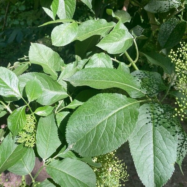 Sambucus nigra Листок