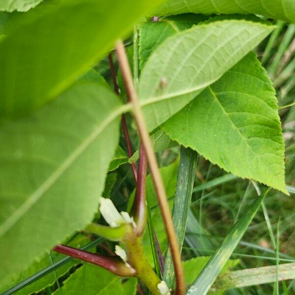 Juglans nigra Bark