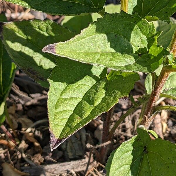 Rudbeckia hirta Leaf