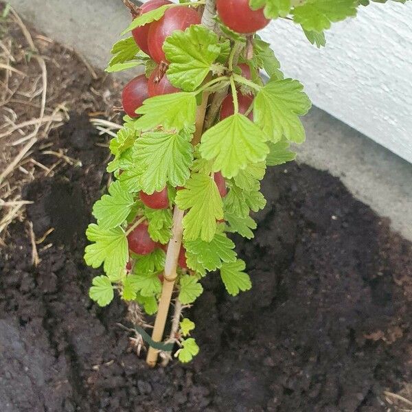 Ribes uva-crispa 叶