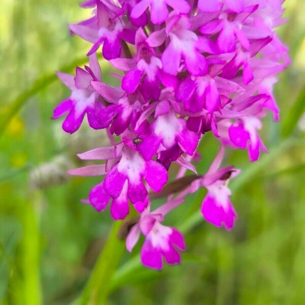 Anacamptis pyramidalis Flower