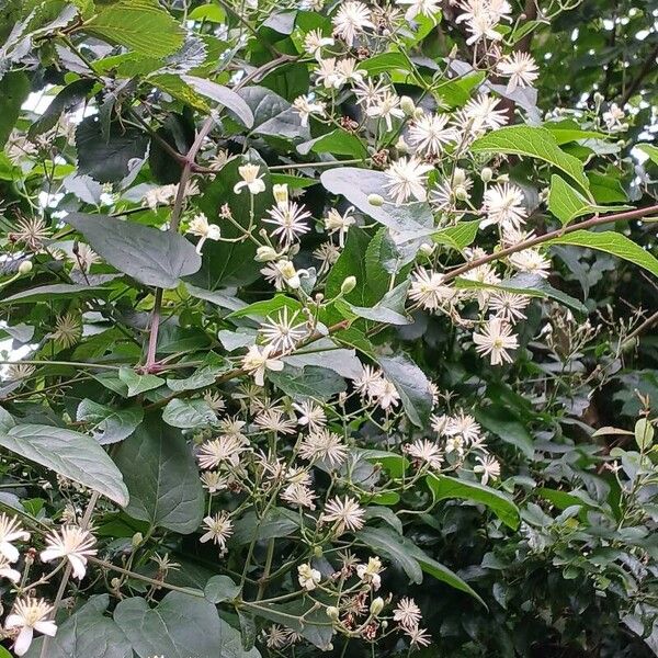 Clematis vitalba Floare