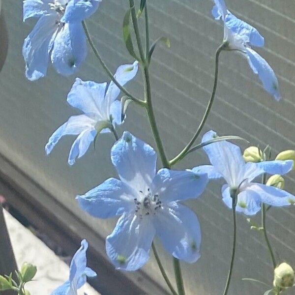 Delphinium grandiflorum Blüte