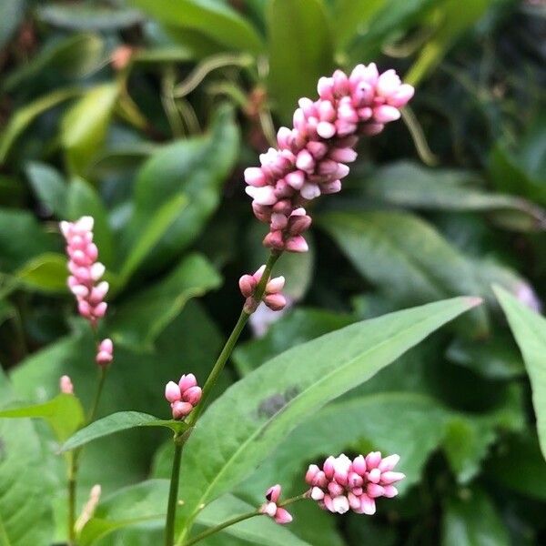 Persicaria maculosa Flower