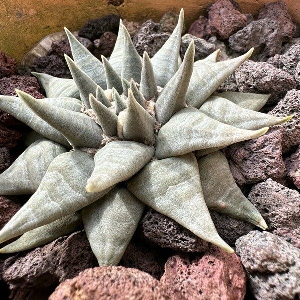 Ariocarpus retusus Lapas