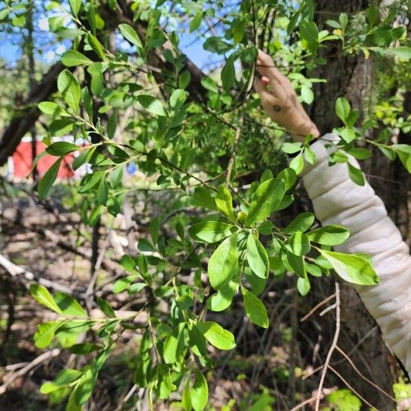 Salix atrocinerea Liść